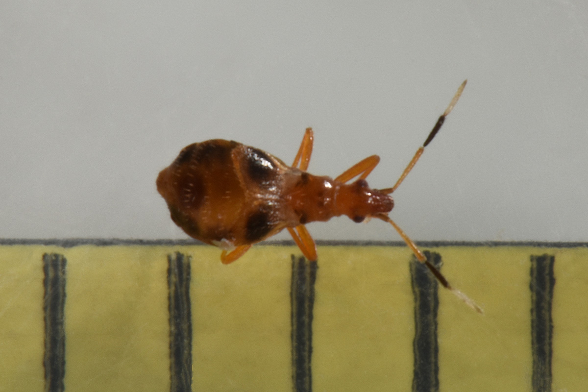 Microphysidae: Loricula bipunctata